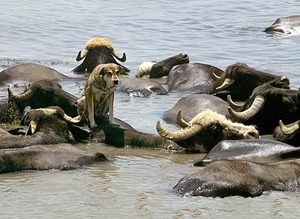 ����2007��ţƤϯ�r��Ҫ�q