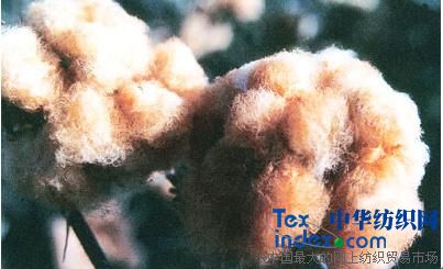 超保暖彩棉絨床品即將正式面世