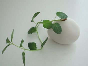 綠色植物裝點墻壁