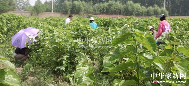 玖久絲綢:桑葚采摘節(jié)圓滿落幕