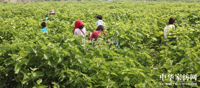 玖久絲綢:桑葚采摘節(jié)圓滿落幕