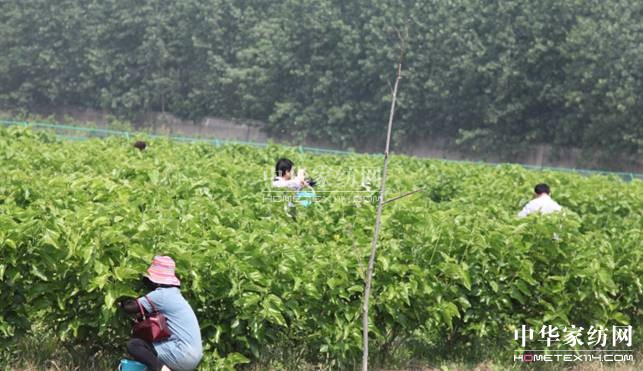 玖久絲綢:桑葚采摘節(jié)圓滿落幕