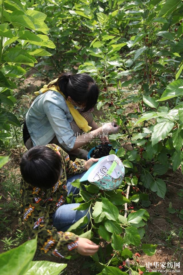 玖久絲綢:桑葚采摘節(jié)圓滿落幕