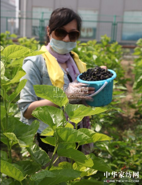 玖久絲綢:桑葚采摘節(jié)圓滿落幕