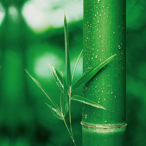 帶你認識環保原料——竹纖維