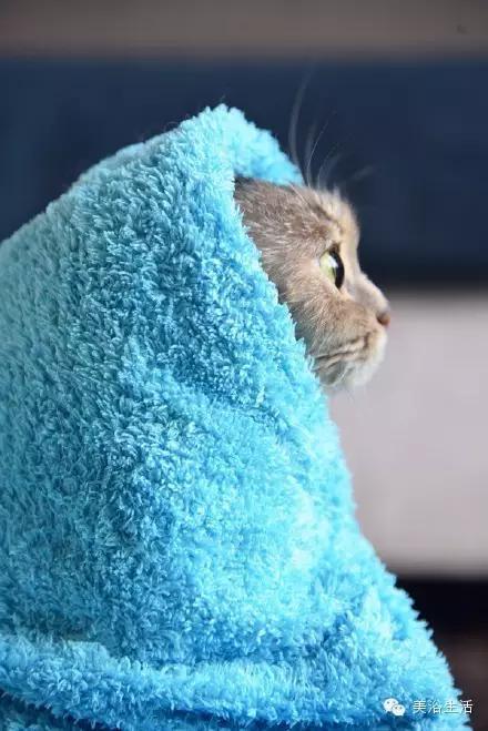 ��ԡ���ë�����Ԍ��ͣ�ë��Ҳ�����v����