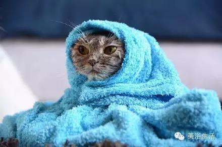 ��ԡ���ë�����Ԍ��ͣ�ë��Ҳ�����v����