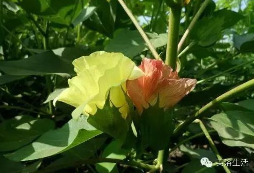 ��ԡ����Ƶ�Ĵ�����ë����ԡ���ʲô���ǰ�ɫ����