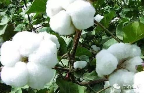 ��ԡ����Ƶ�Ĵ�����ë����ԡ���ʲô���ǰ�ɫ����